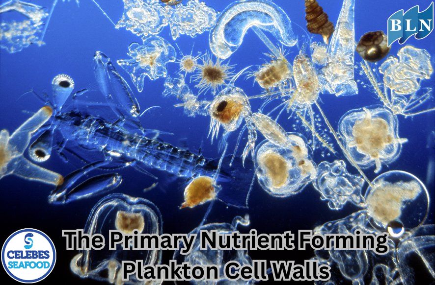 The Primary Nutrient Forming Plankton Cell Walls
